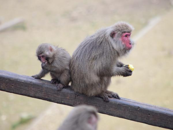 日本猿猴中心