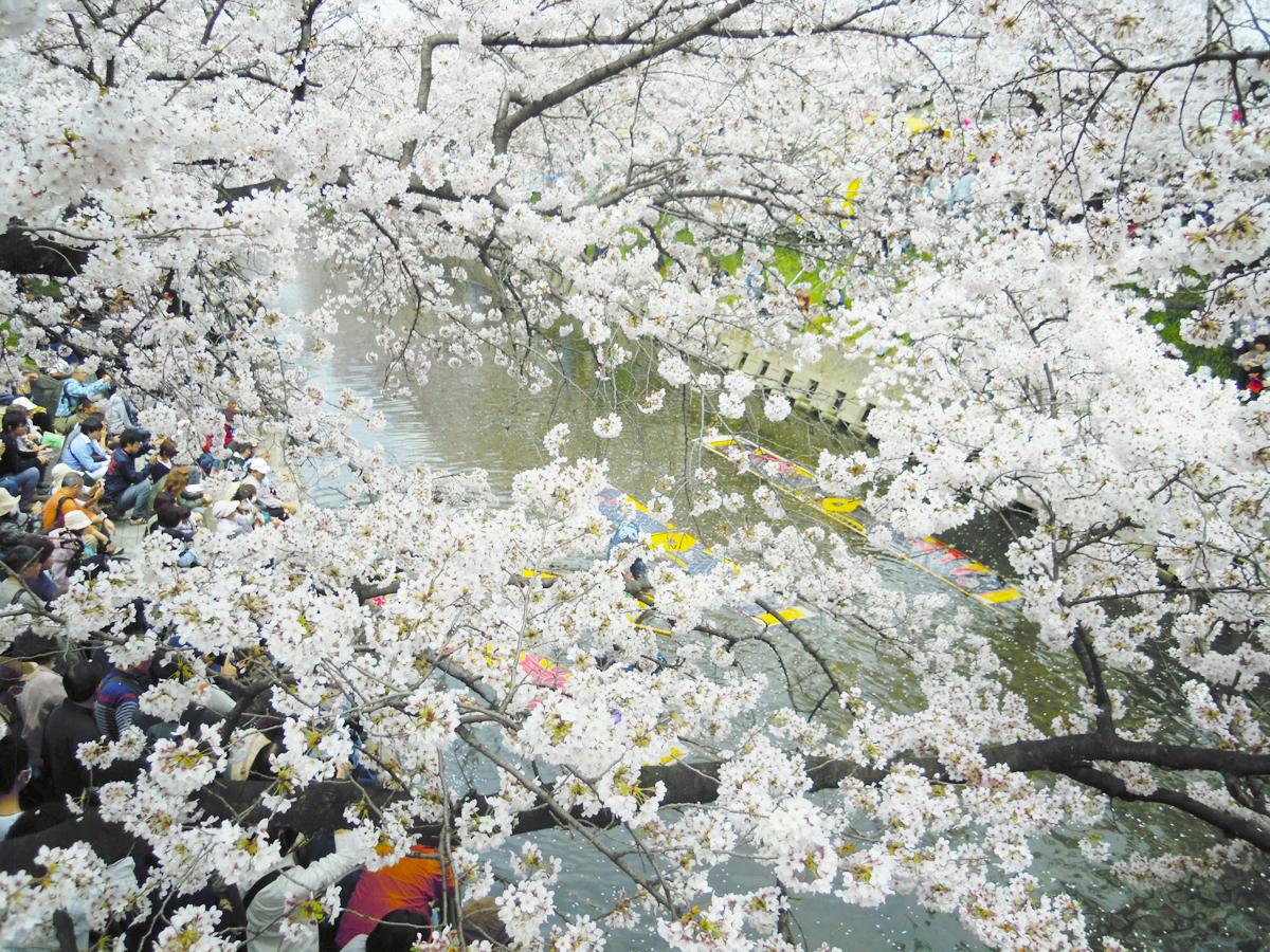 Festival Bunga Sakura Iwakura “Sungai Gojo”