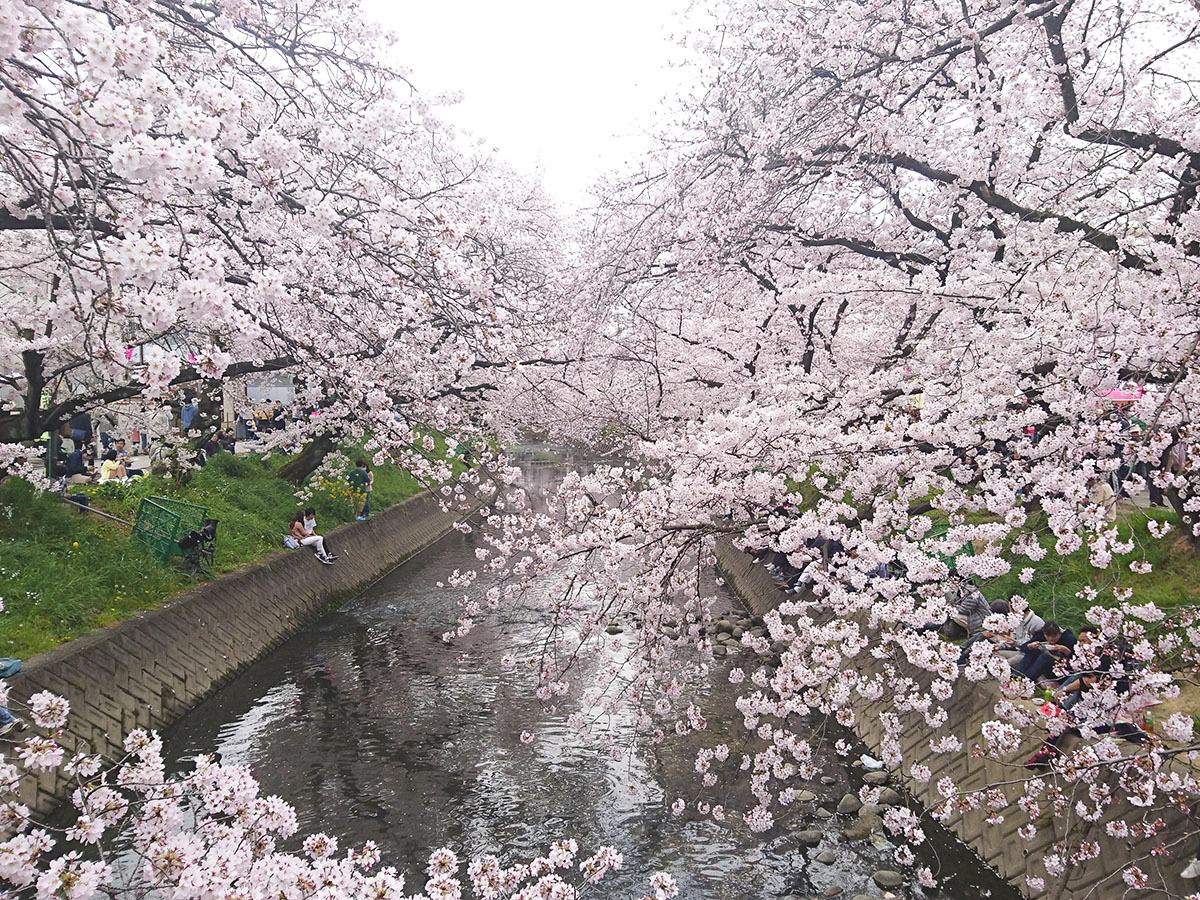 Festival Bunga Sakura Iwakura “Sungai Gojo”