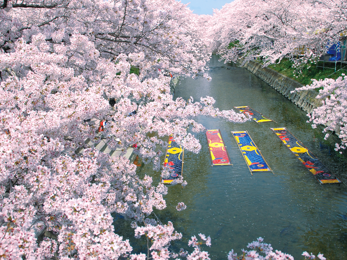 Lễ hội hoa anh đào sông Iwakura Gojo