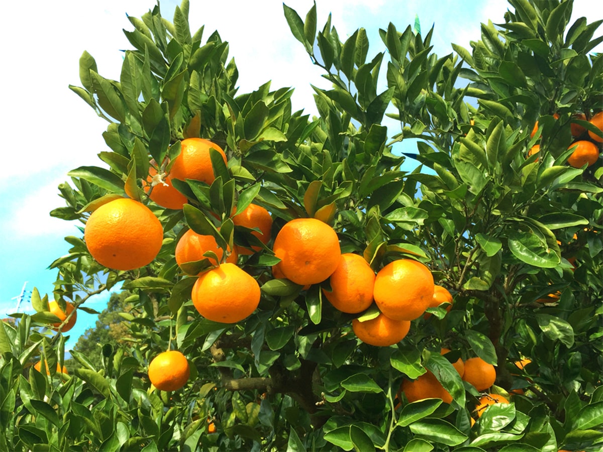 Orange picking
