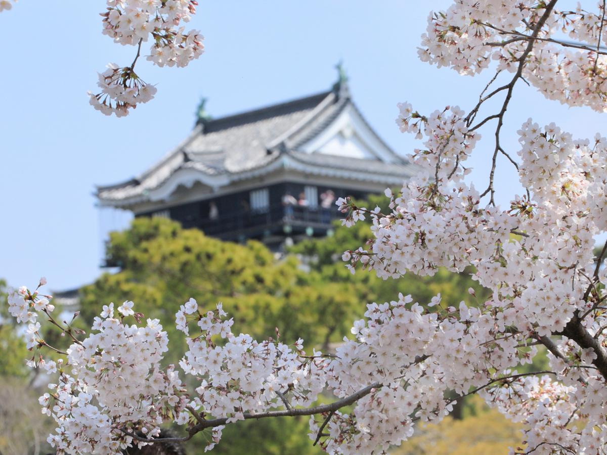 "Taman Okazaki" Festival Bunga Sakura Okazaki