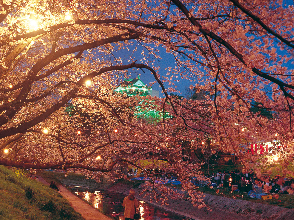 冈崎的樱花节