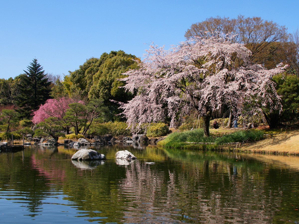 白鳥庭園　観桜会　花見茶会