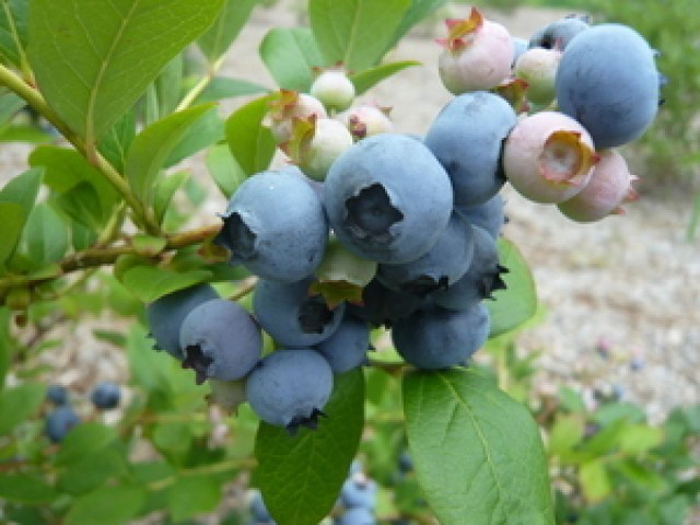 Nokkii Blueberry Farm