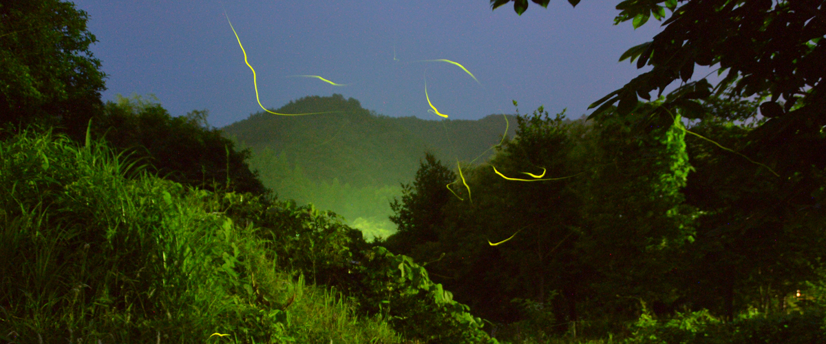 The Beautiful, Mysterious and Magical Fireflies of Aichi