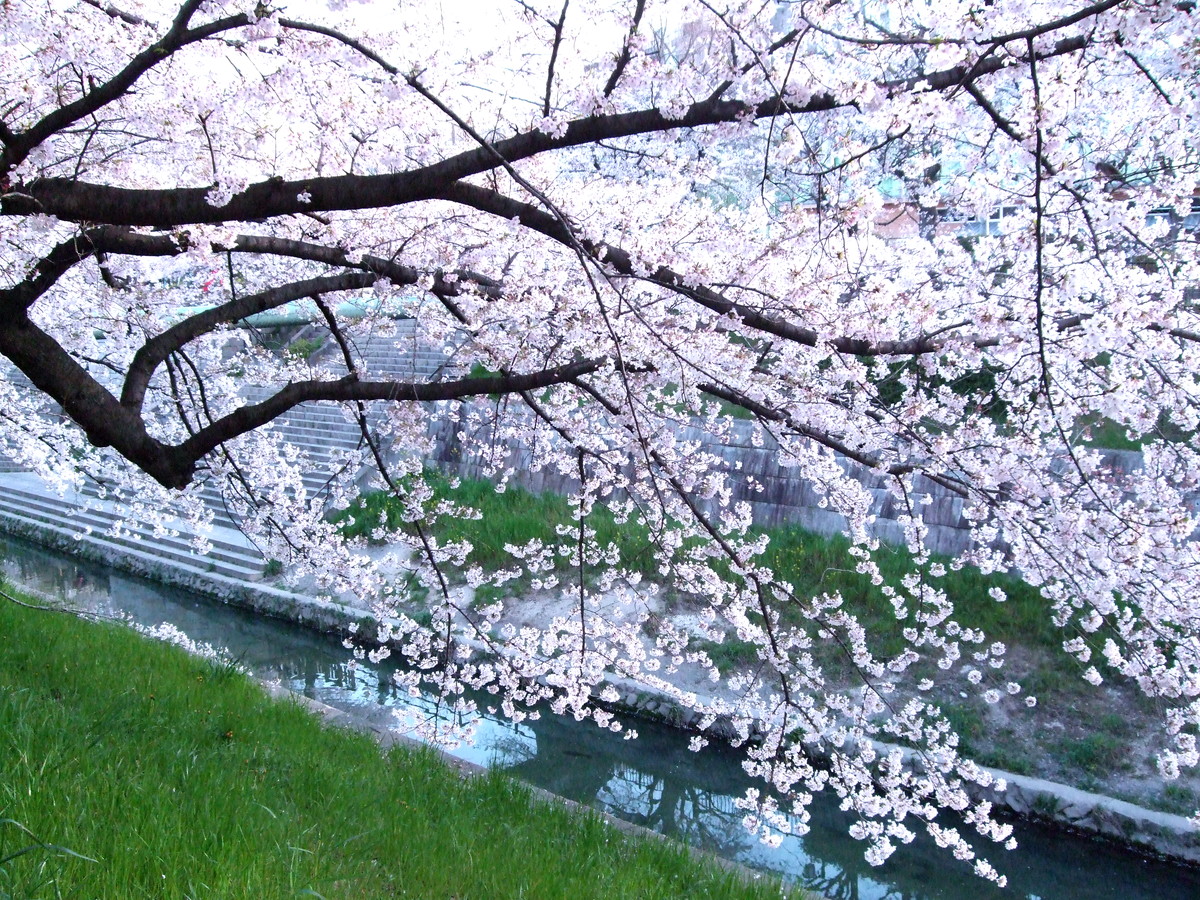 山崎川的樱花