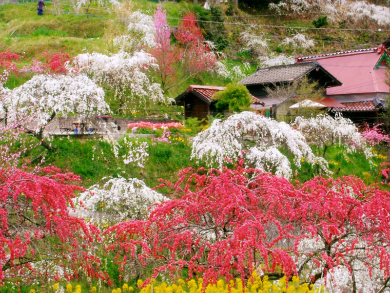 Weeping Peach Blossoms of Kaminaka