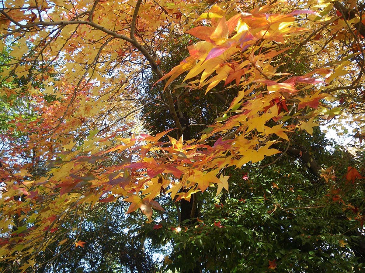 小幡緑地