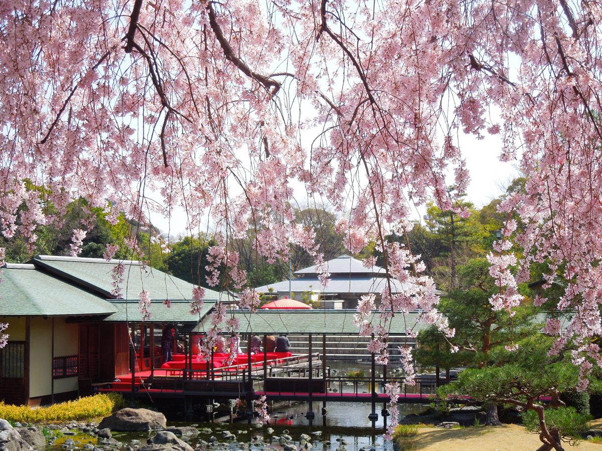 白鳥庭園　観桜会　花見茶会