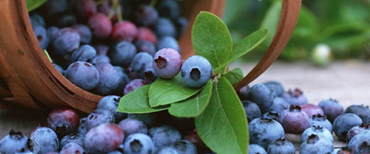 Taste freshly picked berries! Blueberry Picking