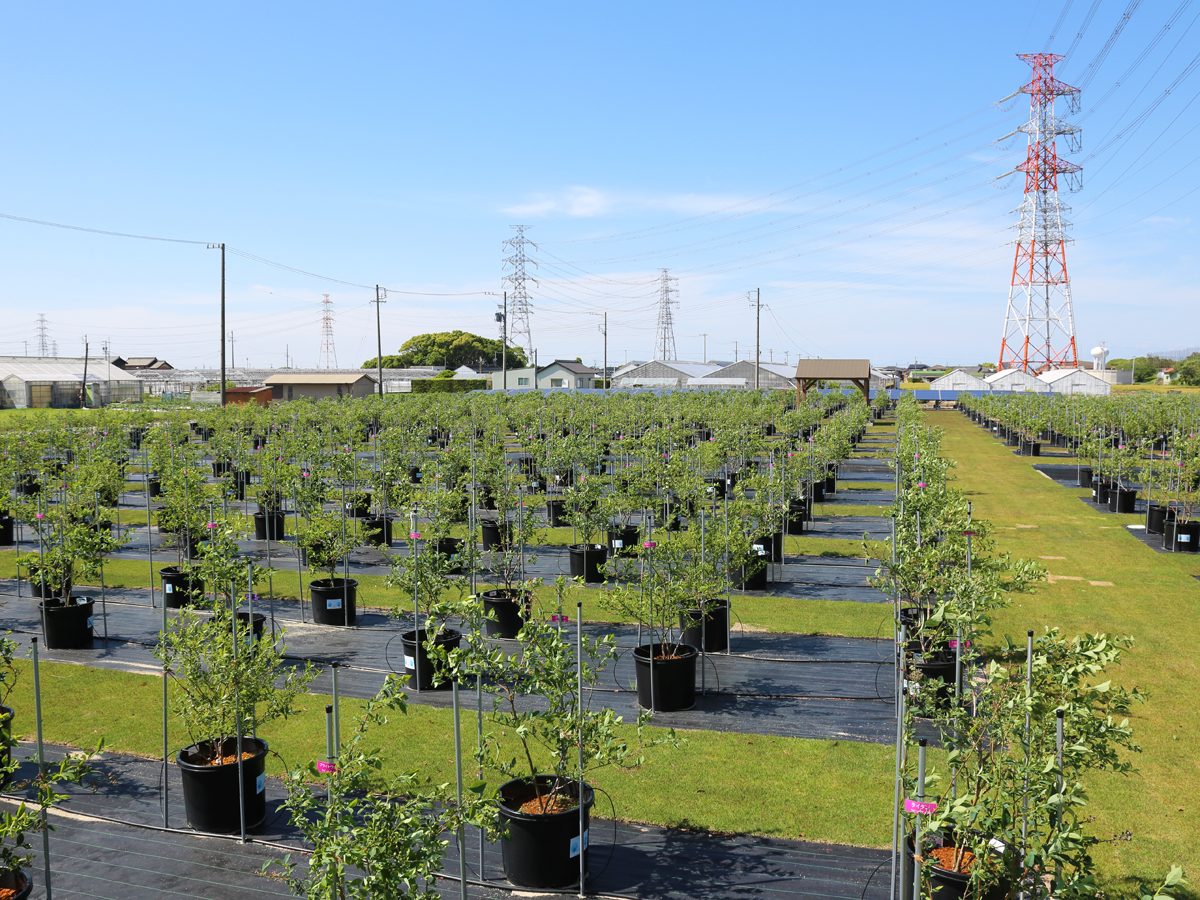 Nishio Golf Blueberry Farm