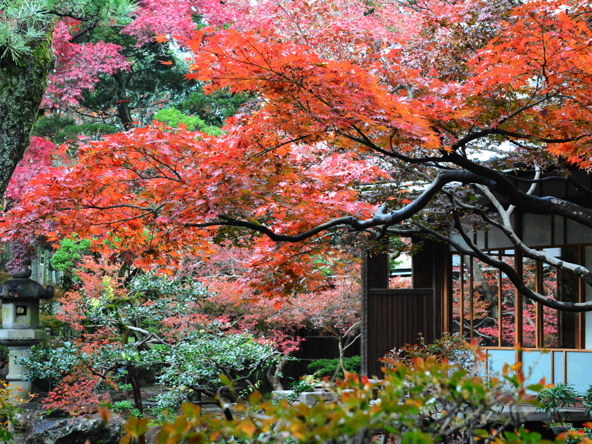 紅葉のおもてなし 旧林家住宅の秋