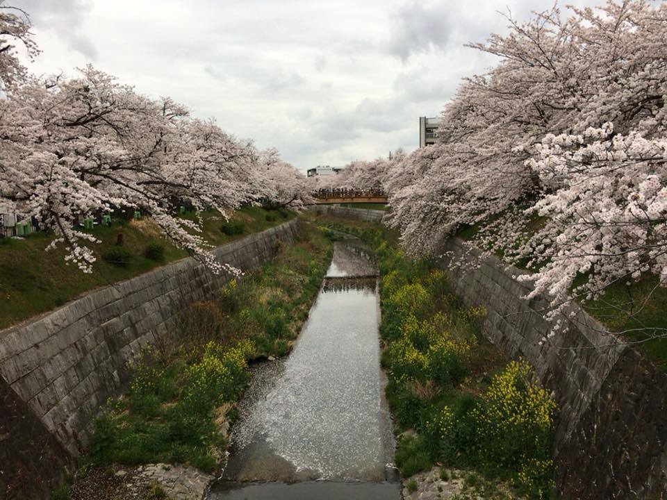 山崎川の桜