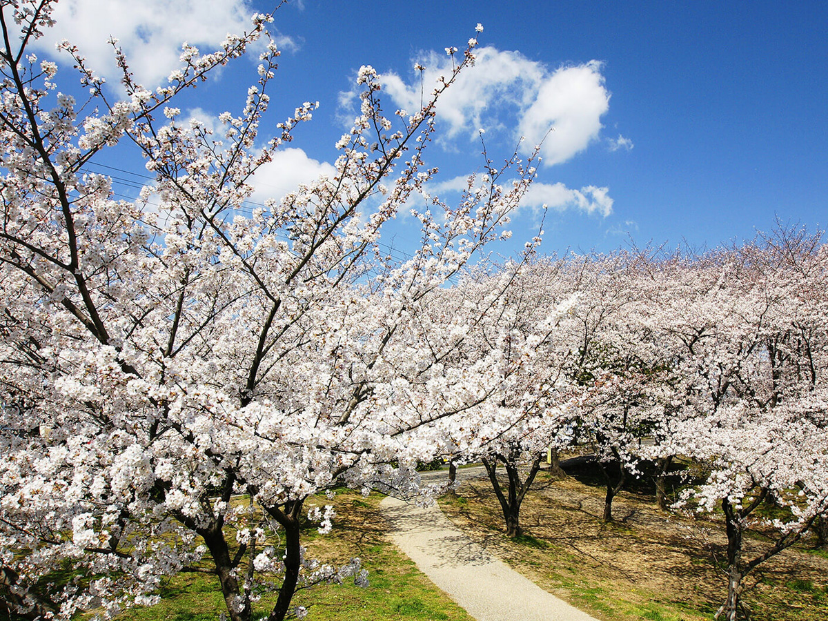 三崎水辺公園の桜