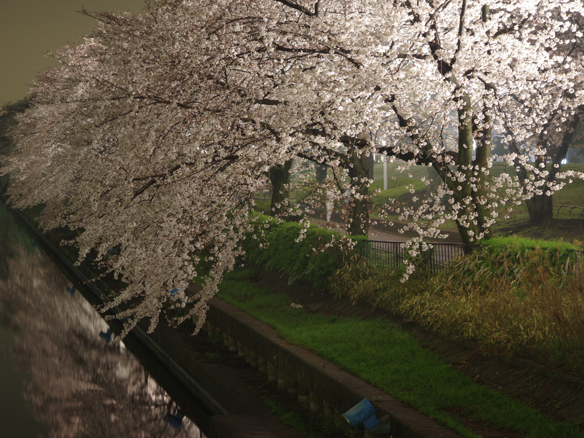 荒子川公园  樱花节