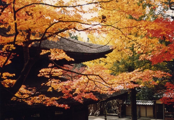 定光寺の紅葉