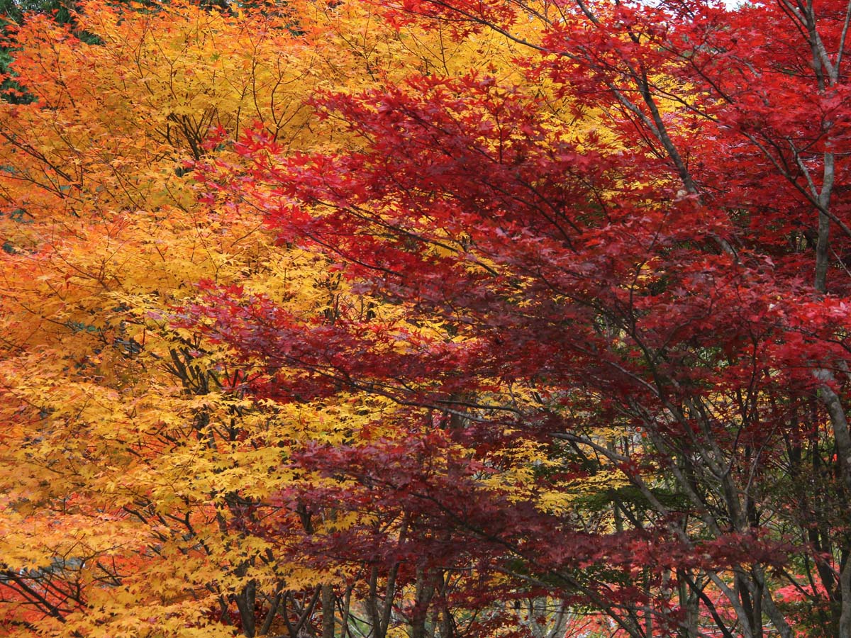 面ノ木園地