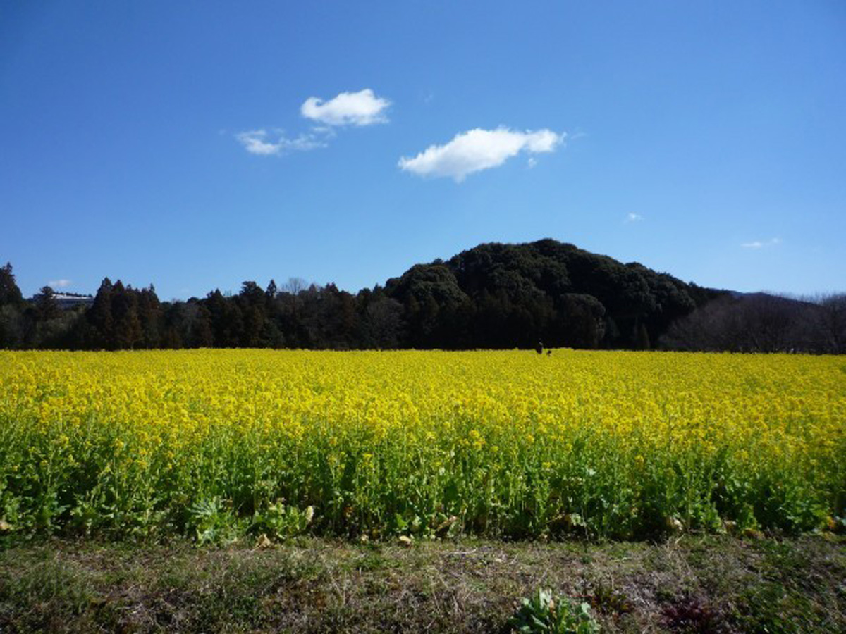 Shinshiro Rapeseed Flower Festival