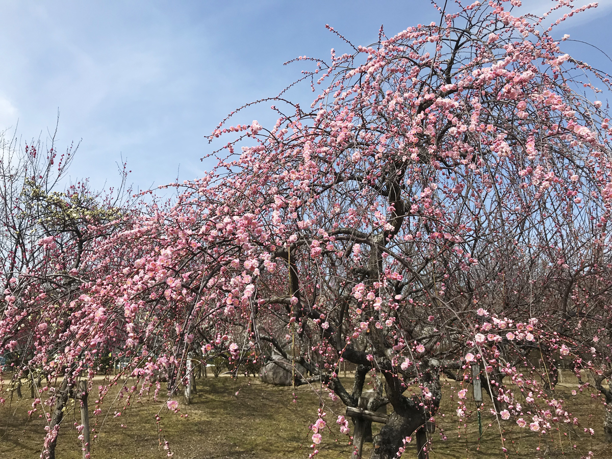 平芝公園梅まつり