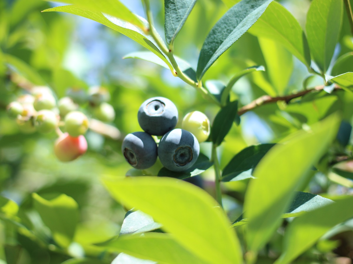 Nokkii Blueberry Farm