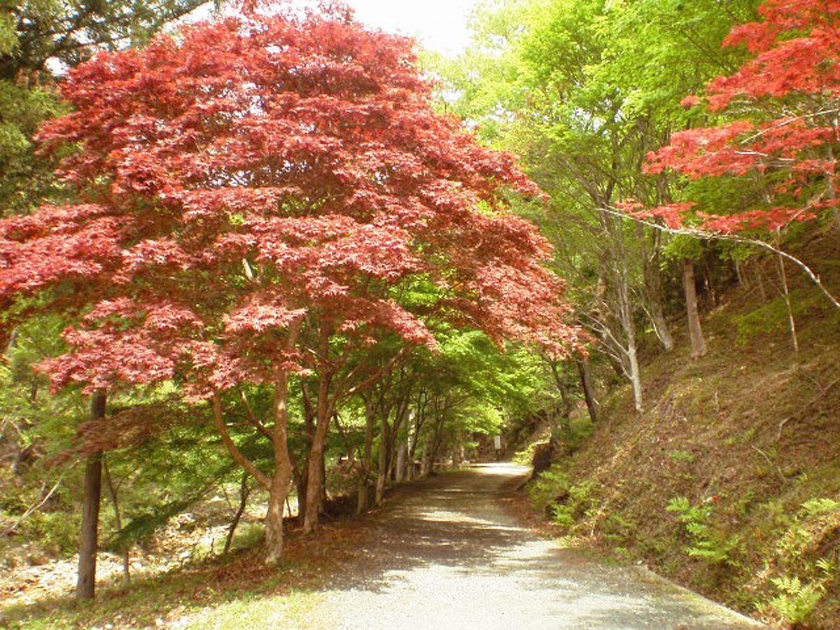 愛知県民の森