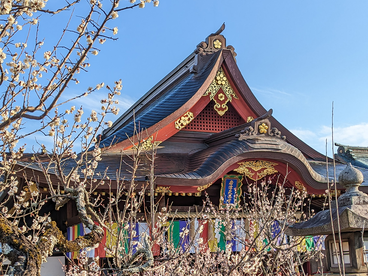 岩津天満宮　梅まつり