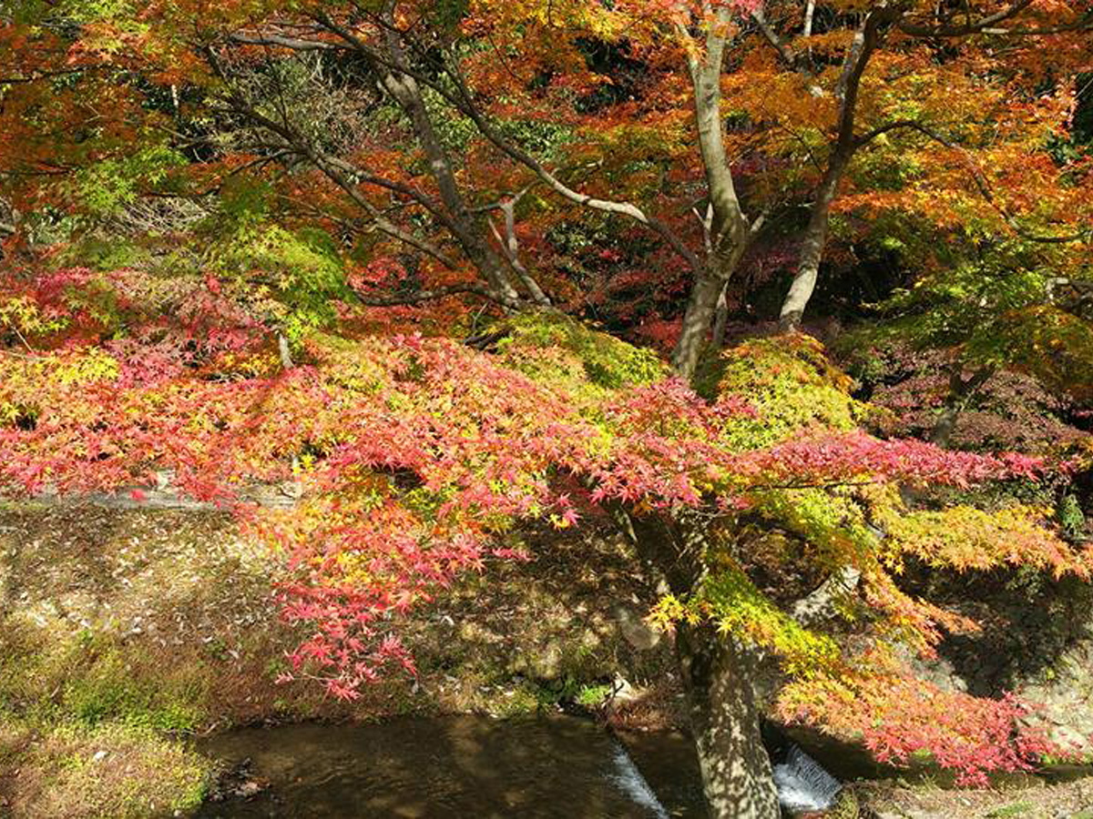 定光寺の紅葉