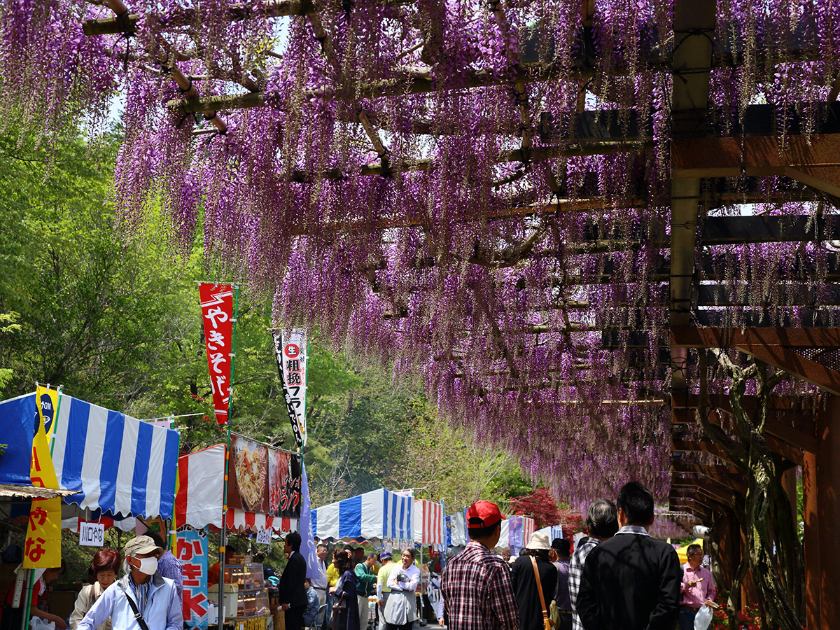 藤花節