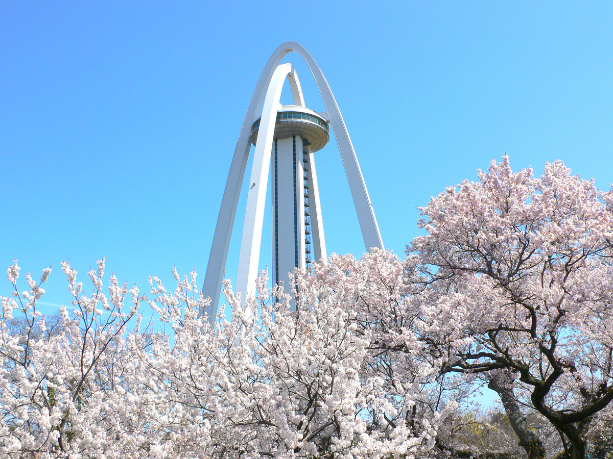 138塔公园　樱花节