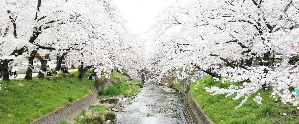 Enjoy Japan’s iconic cherry blossoms across picturesque Aichi Prefecture
