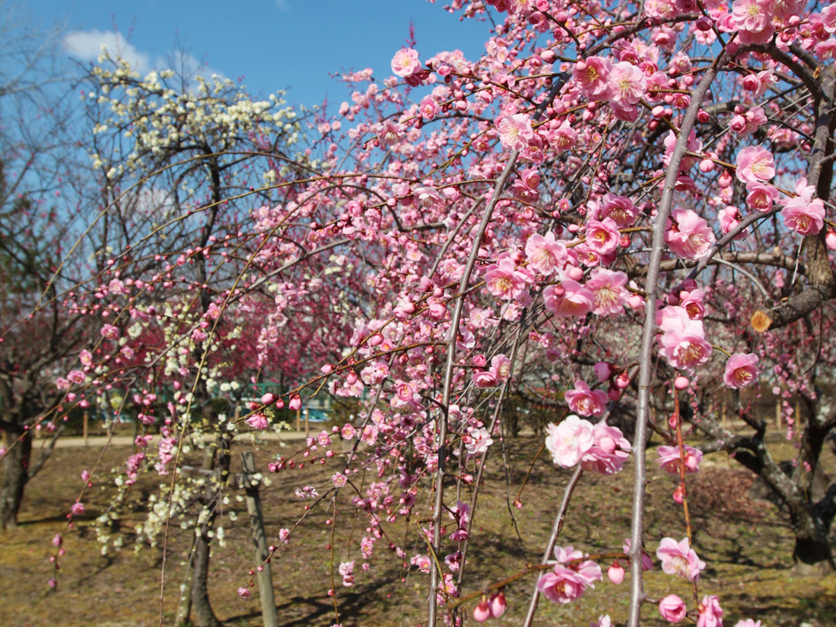 平芝公園梅まつり