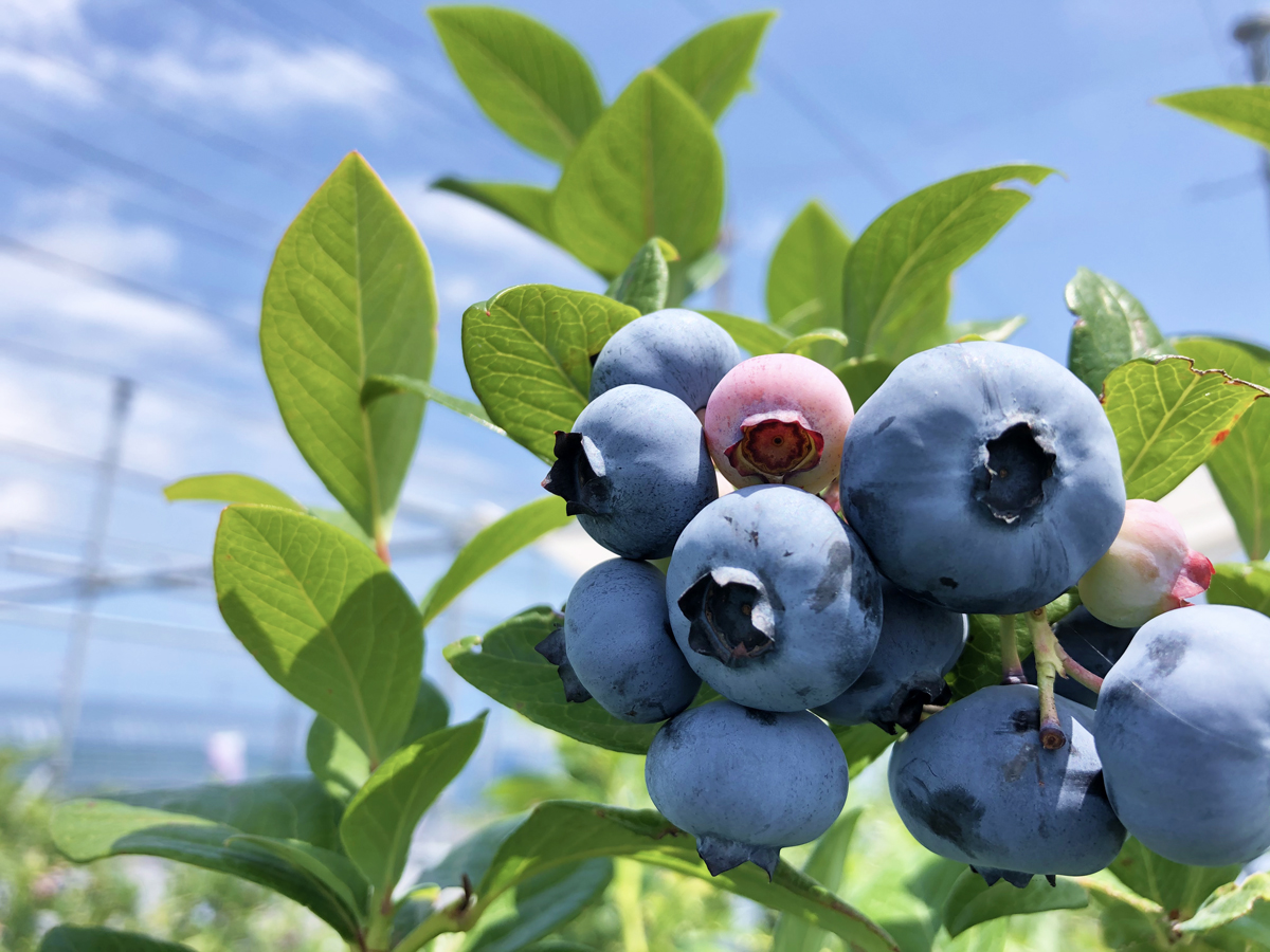 Irago Blueberry