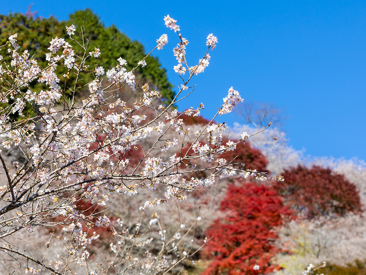 小原ふれあい公園・四季桜