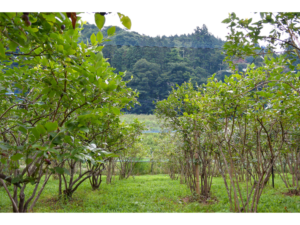 Yamauchi Farm