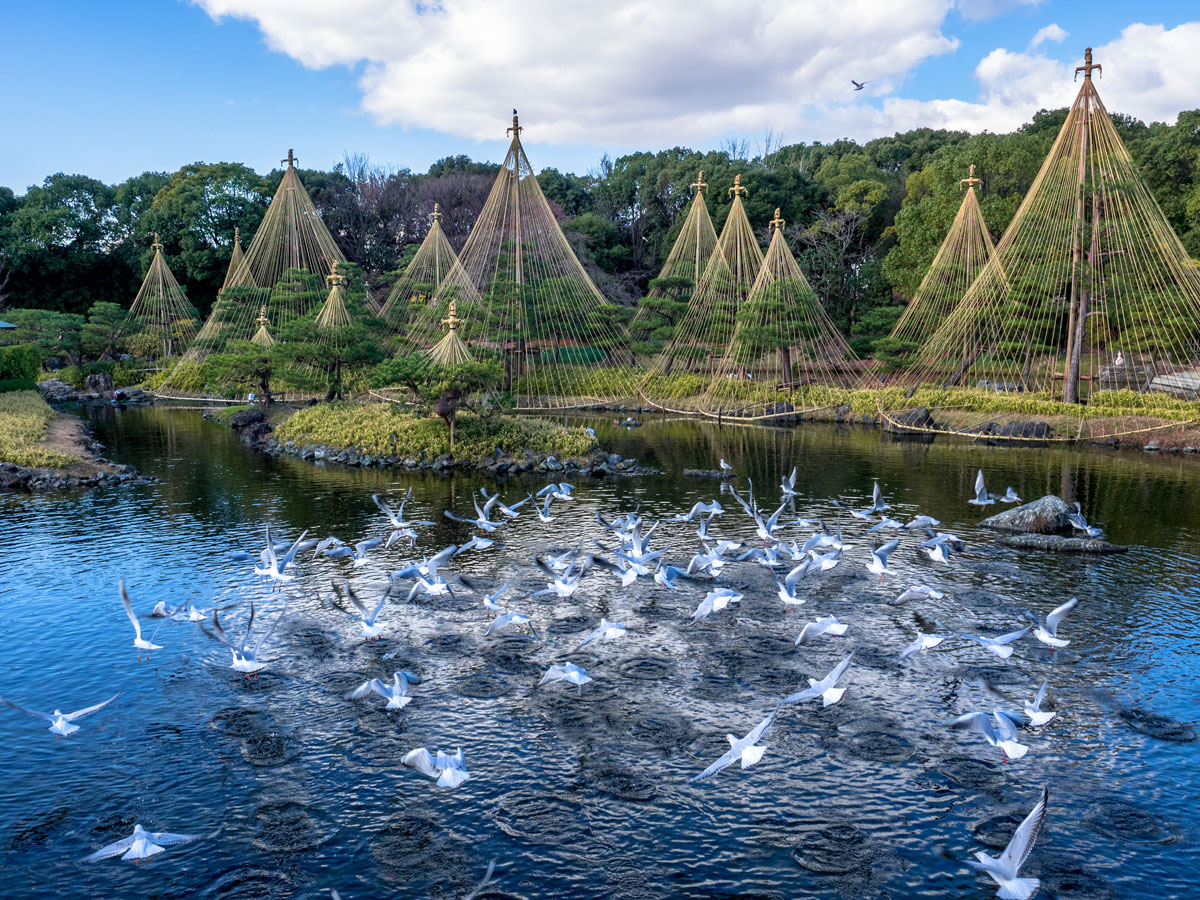 白鳥庭園　新春茶會