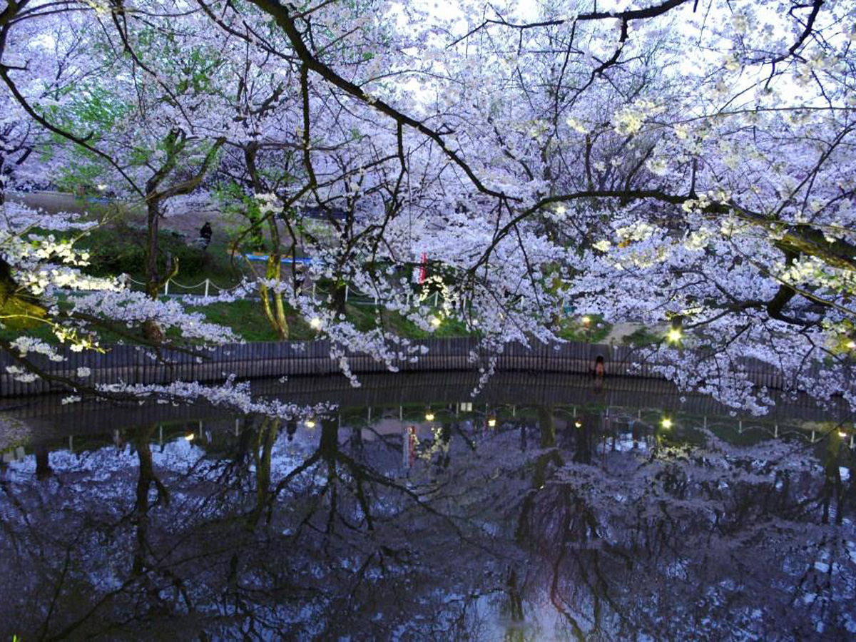 大池公園櫻花節
