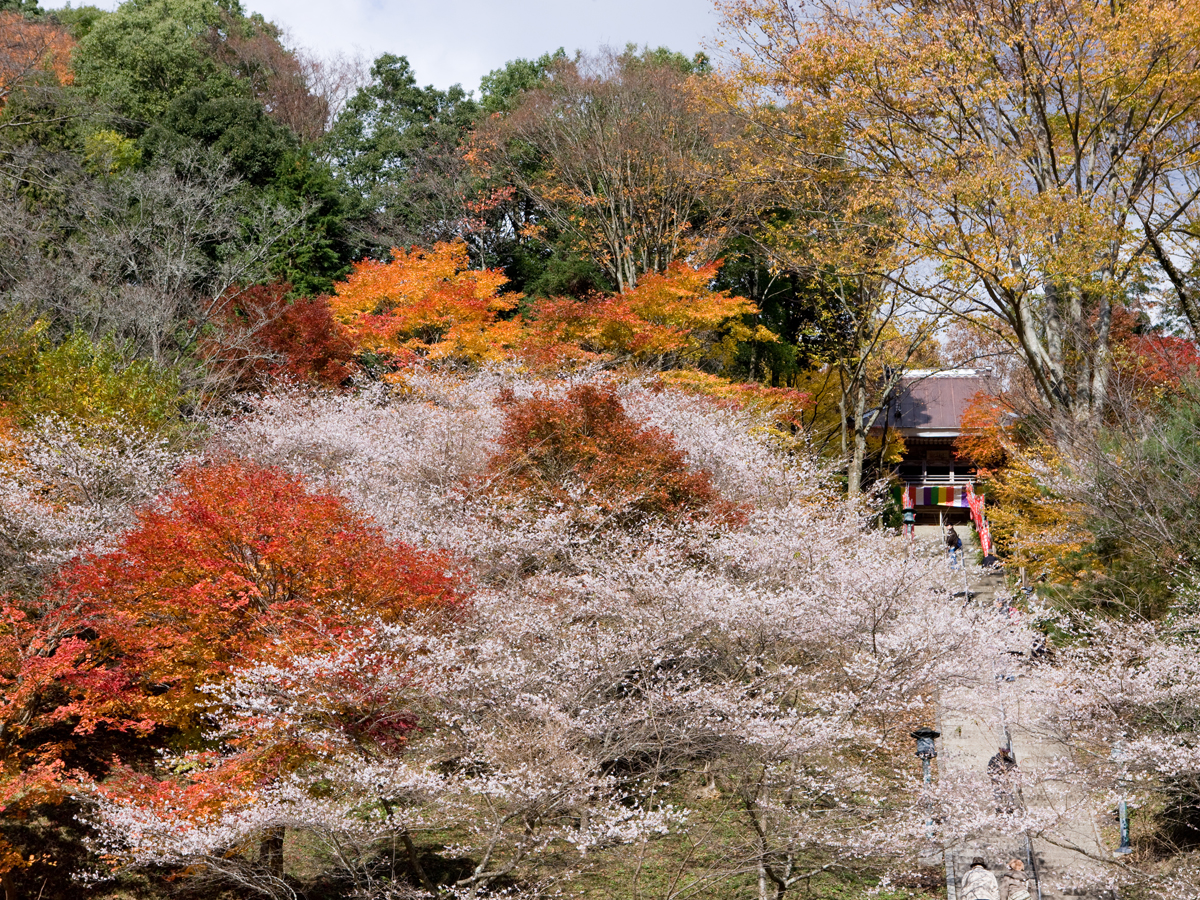 川见药师寺