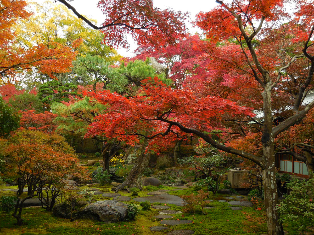 紅葉のおもてなし 旧林家住宅の秋