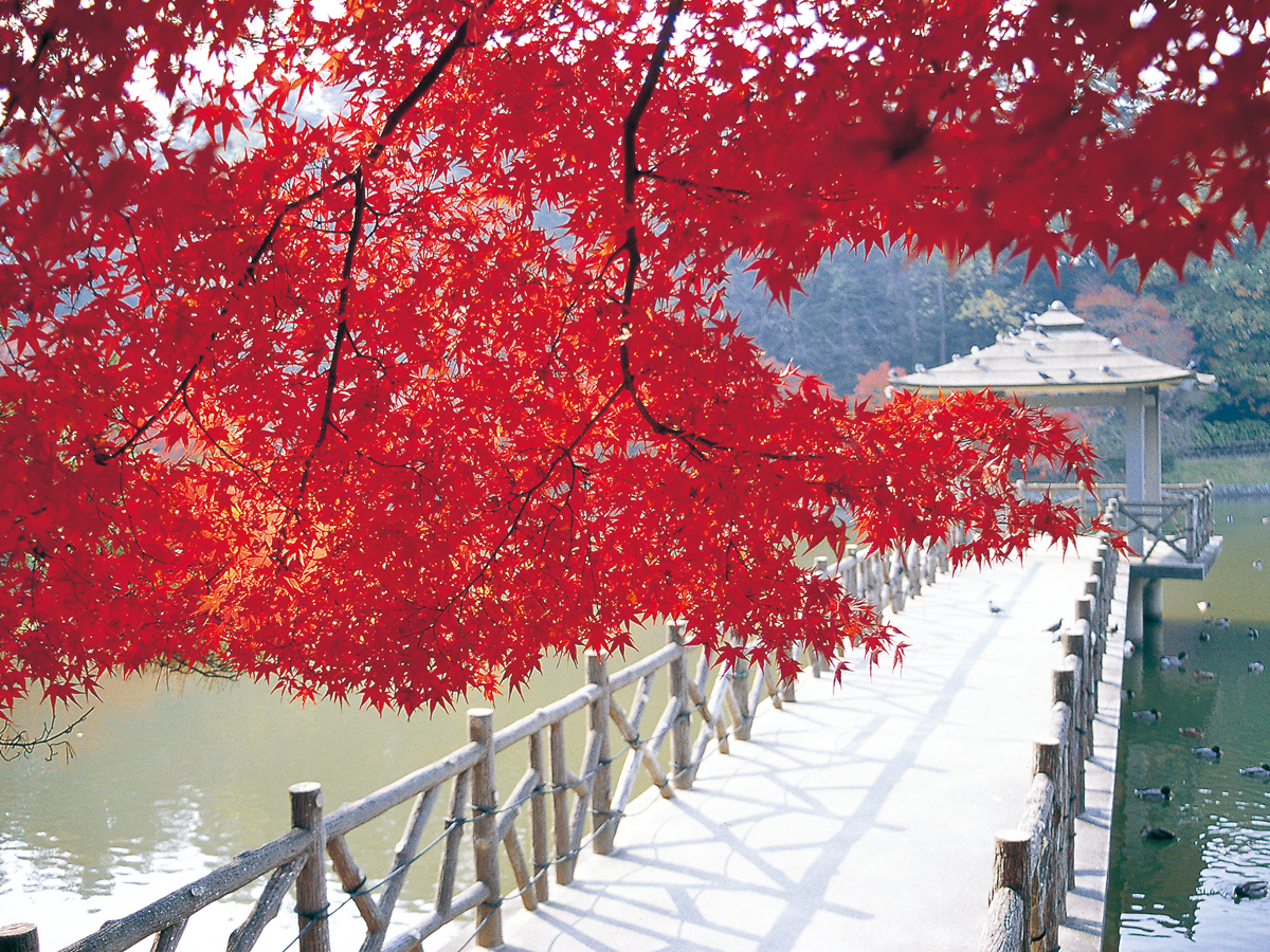 東公園　紅葉まつり