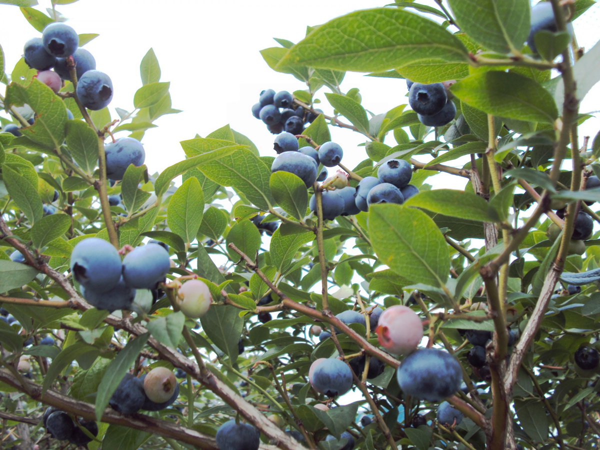 Tourism Farm Hana Hiroba