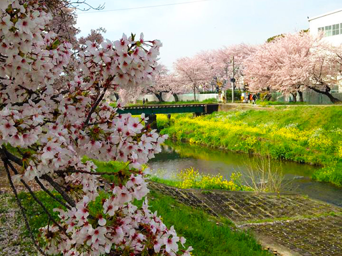 丰川市樱花节