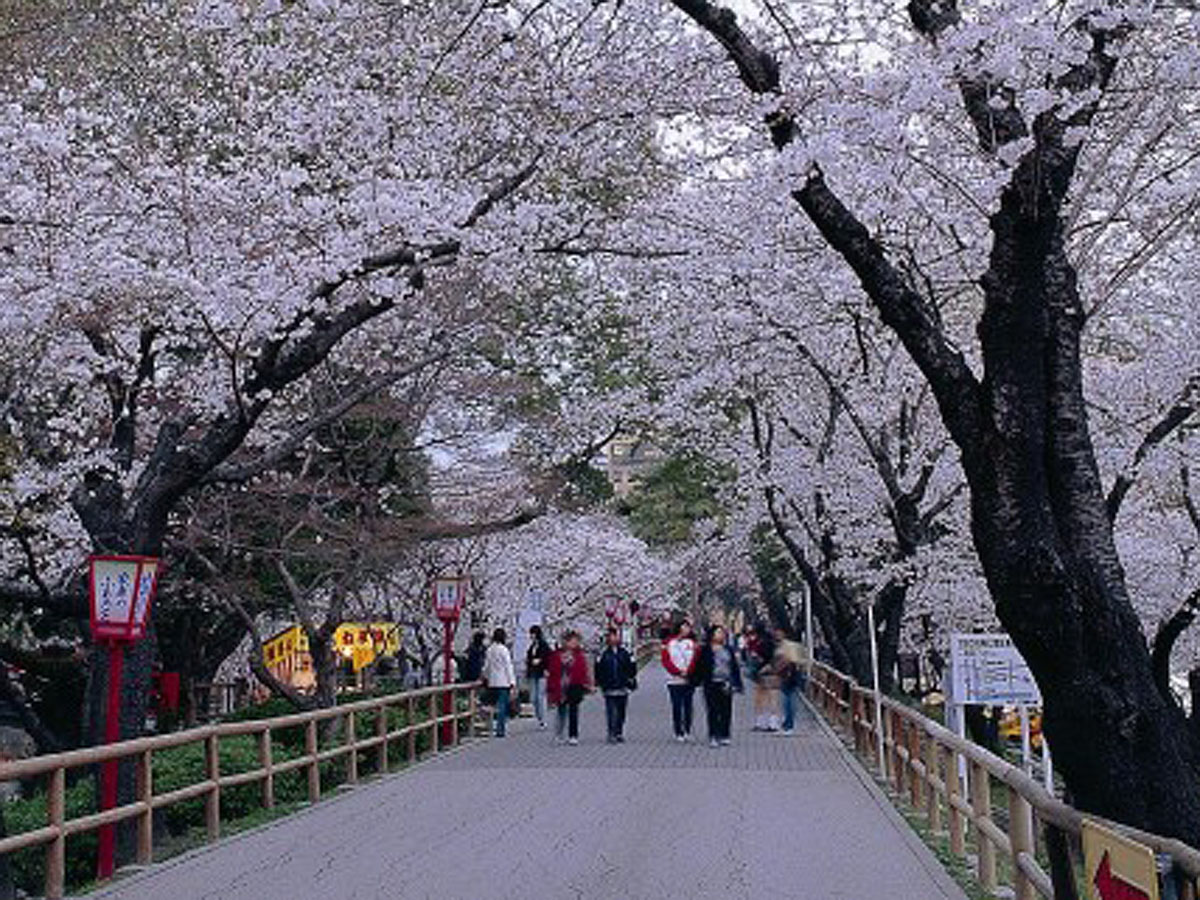 冈崎的樱花节