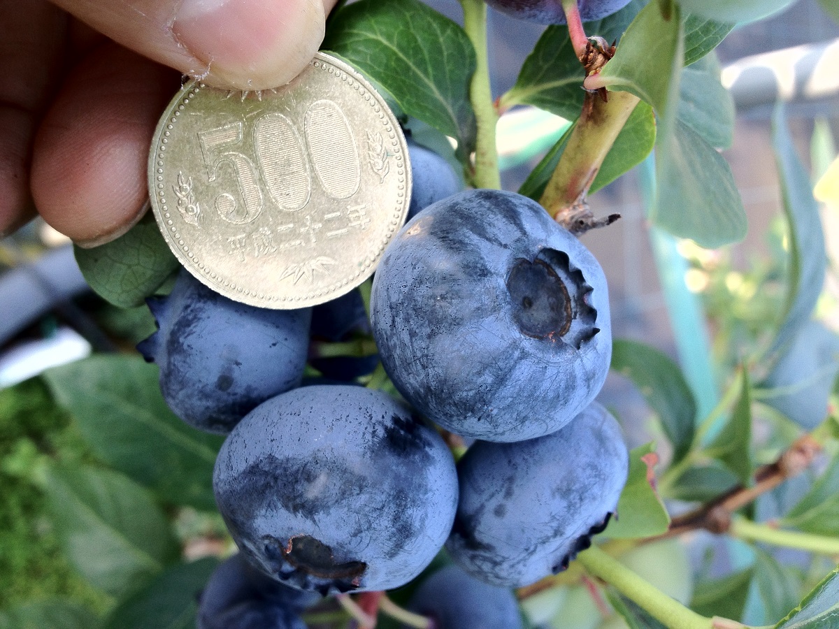 Blueberry Farm Okazaki