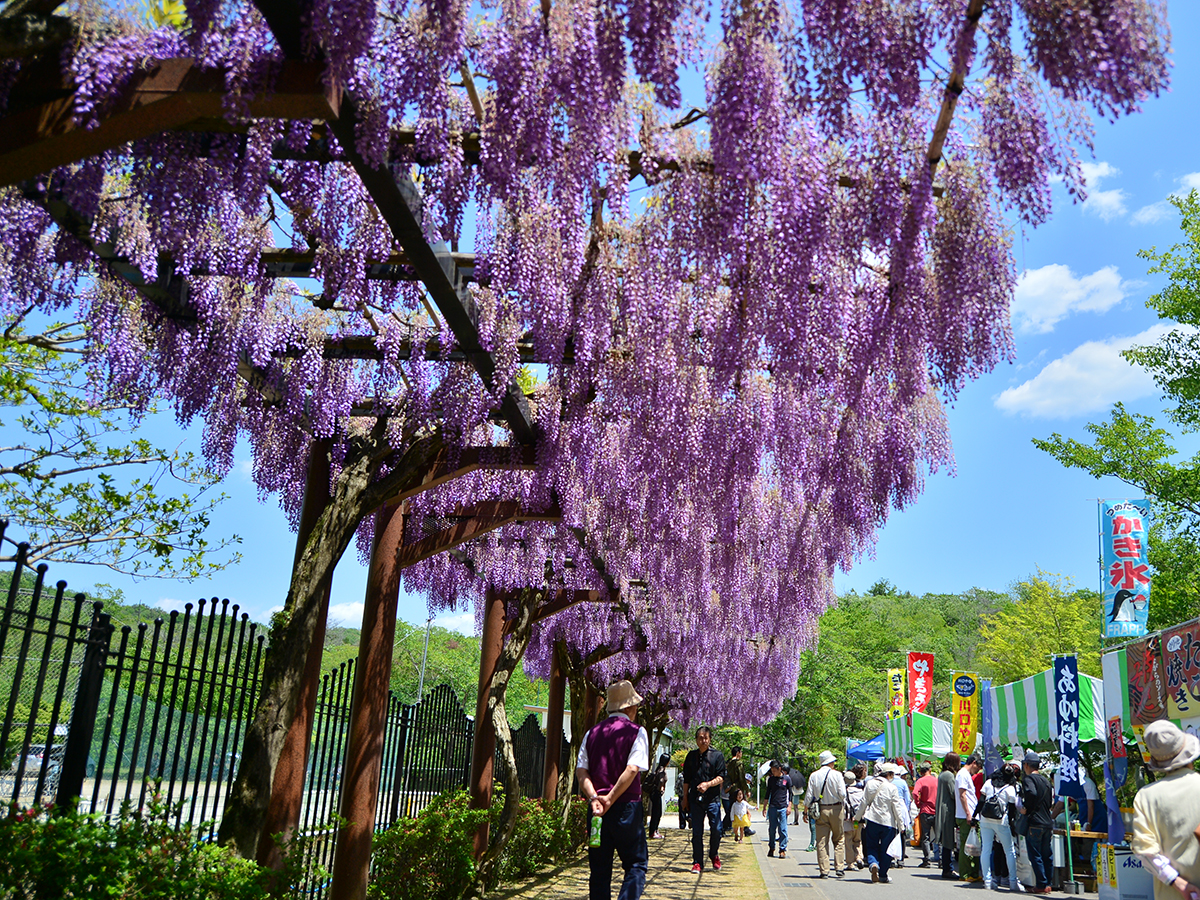 藤花節