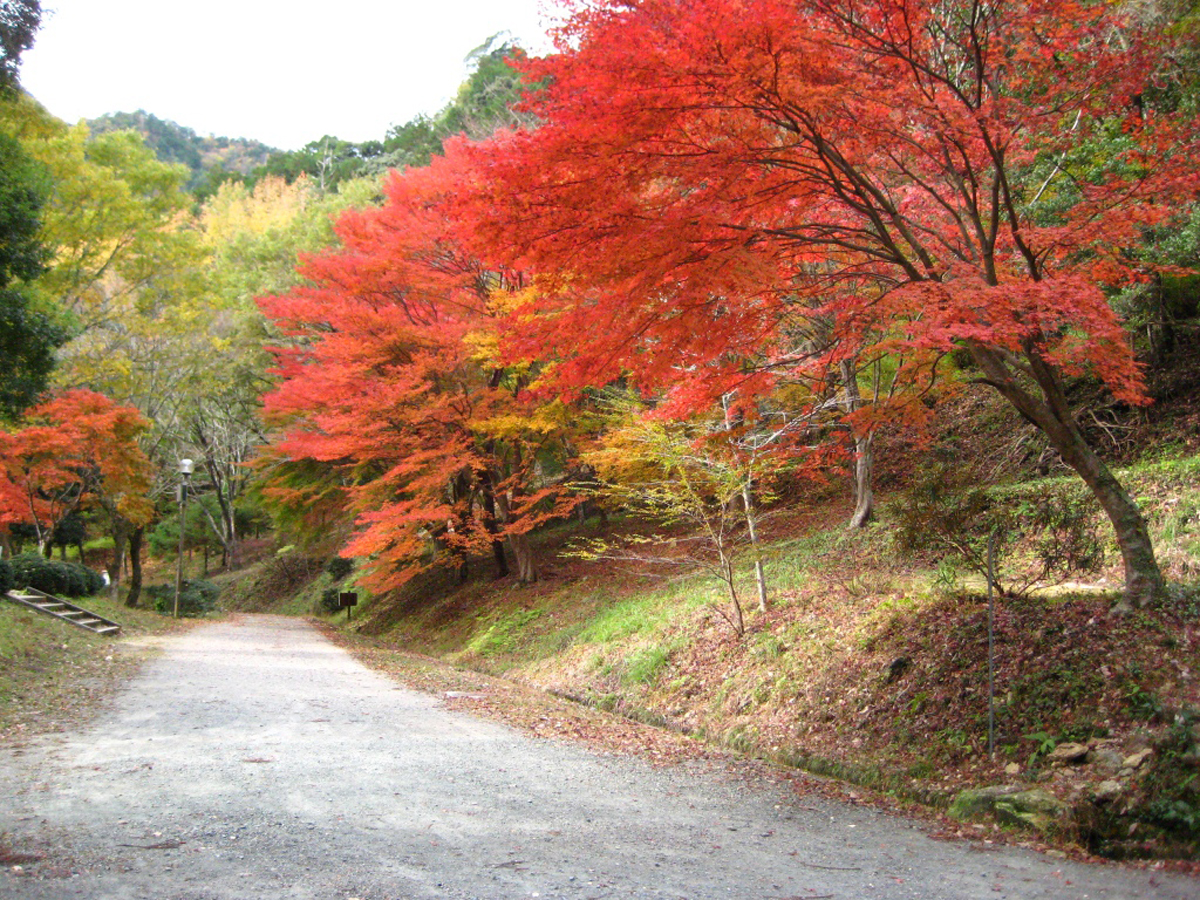 愛知県民の森