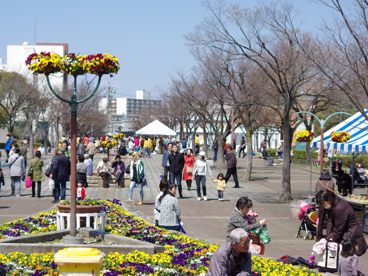 荒子川公园  樱花节