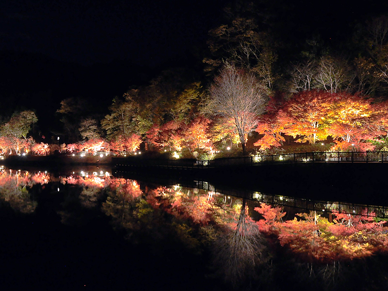 夢想・色彩・發現  藤岡紅葉節