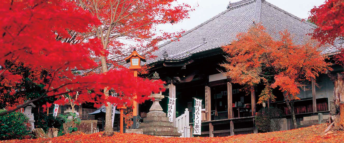 Temples, Shrines and Autumn Leaves