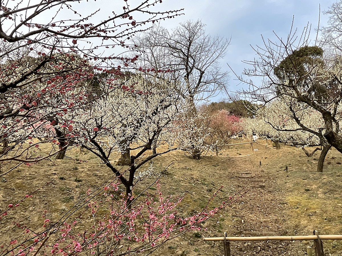 岩津天満宮　梅まつり